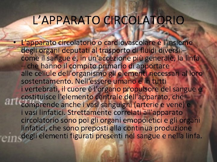 L’APPARATO CIRCOLATORIO • L'apparato circolatorio o cardiovascolare è l'insieme degli organi deputati al trasporto