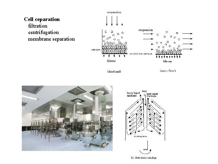 Cell ceparation filtration centrifugation membrane separation 