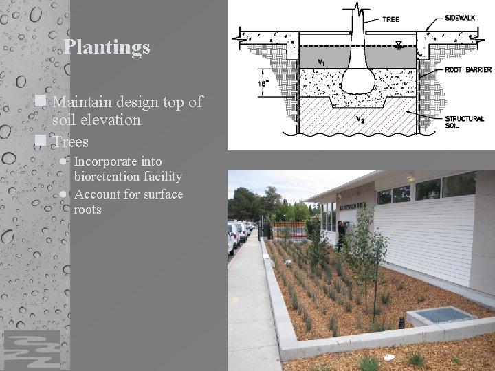 Plantings n Maintain design top of soil elevation n Trees ● Incorporate into bioretention
