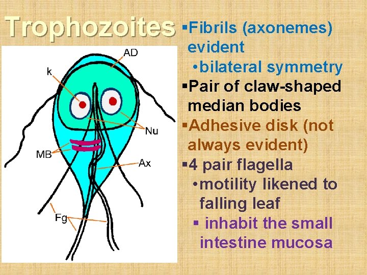 Trophozoites §Fibrils (axonemes) evident • bilateral symmetry §Pair of claw-shaped median bodies §Adhesive disk