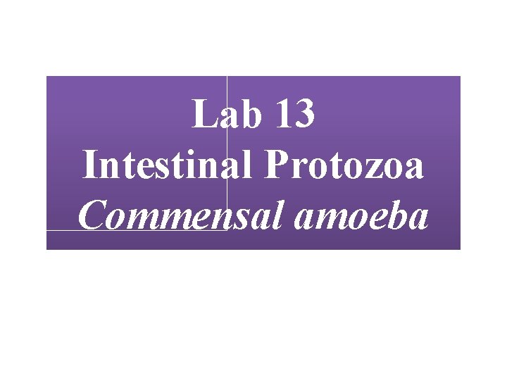 Lab 13 Intestinal Protozoa Commensal amoeba 