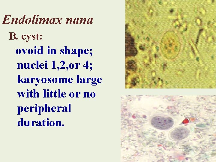 Endolimax nana B. cyst: ovoid in shape; nuclei 1, 2, or 4; karyosome large
