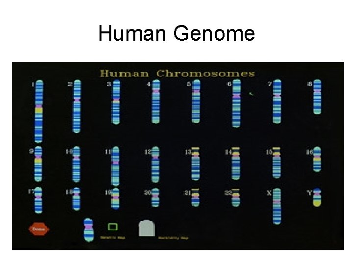 Human Genome 