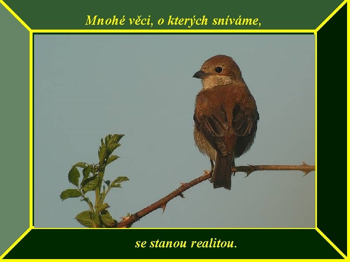 Mnohé věci, o kterých sníváme, se stanou realitou. 