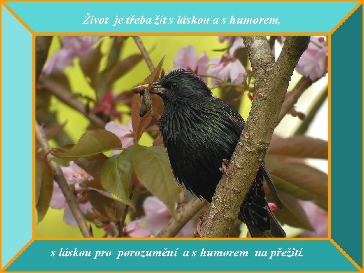 Život je třeba žít s láskou a s humorem, s láskou pro porozumění a