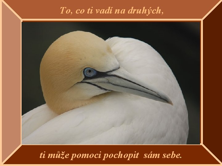 To, co ti vadí na druhých, ti může pomoci pochopit sám sebe. 