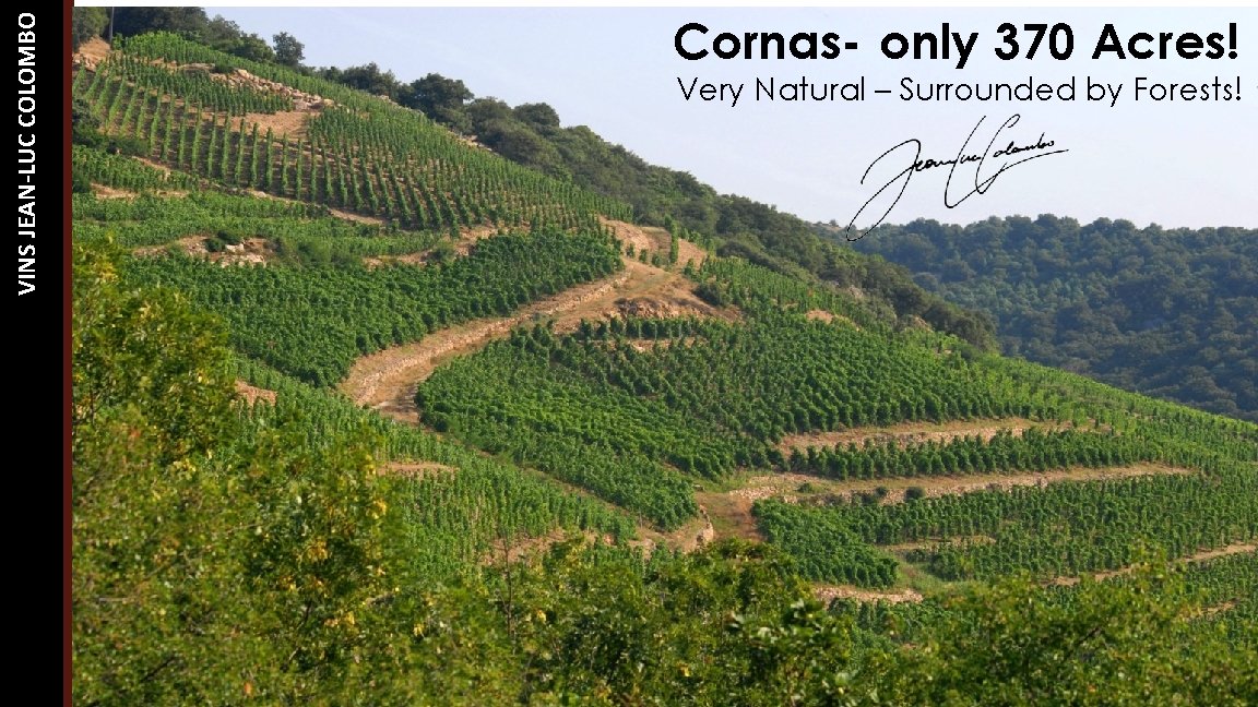 VINS JEAN-LUC COLOMBO Cornas- only 370 Acres! Very Natural – Surrounded by Forests! 