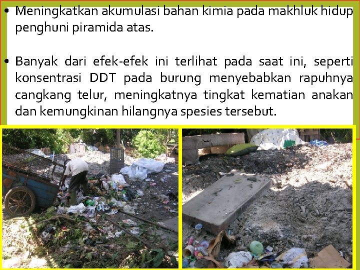  • Meningkatkan akumulasi bahan kimia pada makhluk hidup penghuni piramida atas. • Banyak