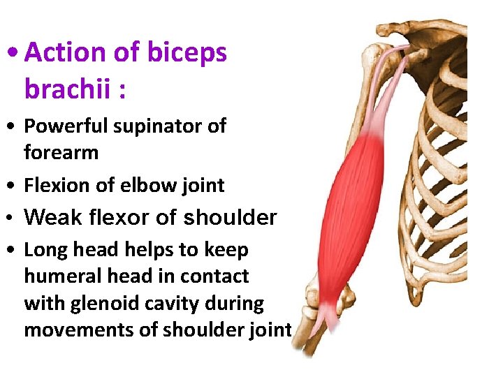  • Action of biceps brachii : • Powerful supinator of forearm • Flexion