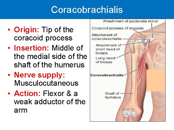 Coracobrachialis • Origin: Tip of the coracoid process • Insertion: Middle of the medial