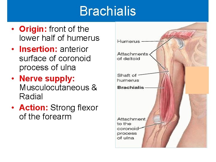 Brachialis • Origin: front of the lower half of humerus • Insertion: anterior surface