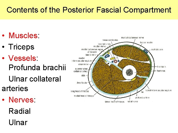 Contents of the Posterior Fascial Compartment • Muscles: • Triceps • Vessels: Profunda brachii