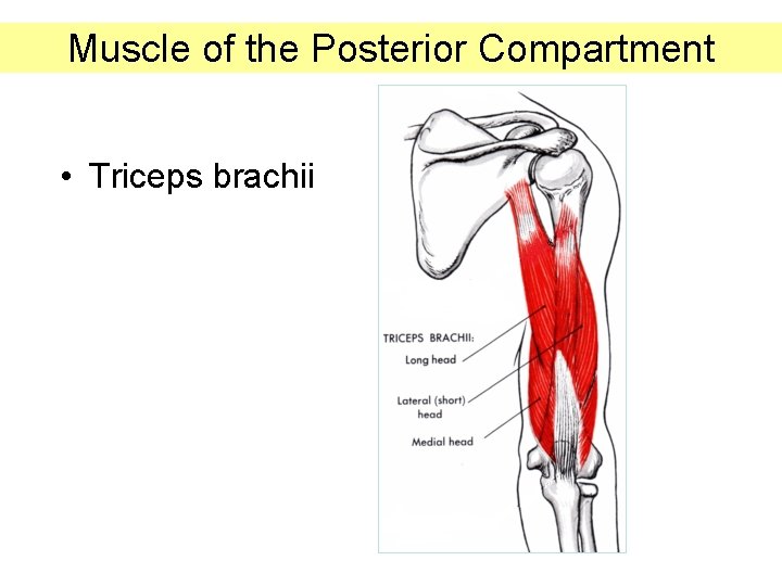 Muscle of the Posterior Compartment • Triceps brachii 