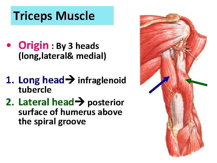 Triceps Muscle • Origin : By 3 heads (long, lateral& medial) 1. Long head