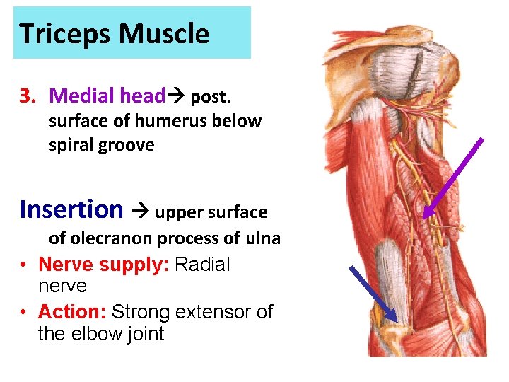 Triceps Muscle 3. Medial head post. surface of humerus below spiral groove Insertion upper