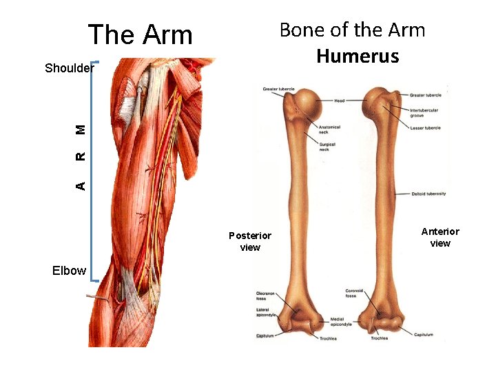 Bone of the Arm Humerus The Arm A R M Shoulder Posterior view Elbow