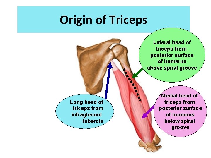Origin of Triceps Lateral head of triceps from posterior surface of humerus above spiral