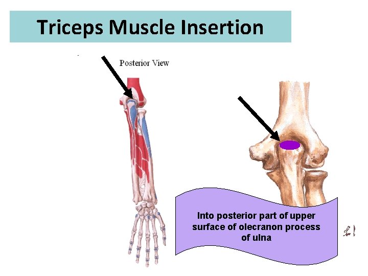 Triceps Muscle Insertion Into posterior part of upper surface of olecranon process of ulna