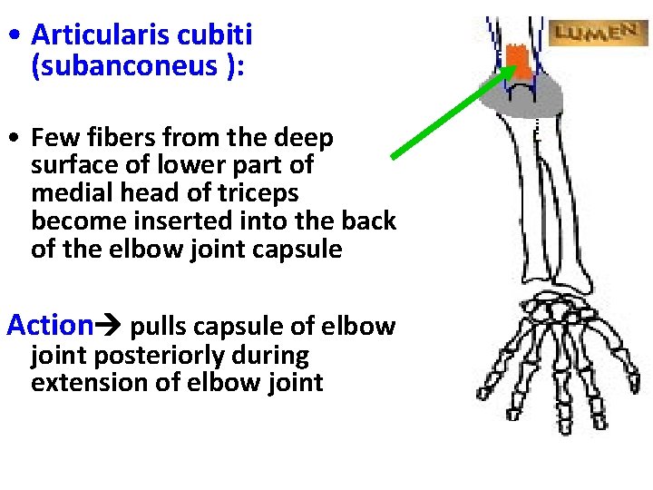  • Articularis cubiti (subanconeus ): • Few fibers from the deep surface of