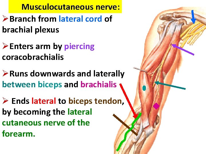 Musculocutaneous nerve: ØBranch from lateral cord of brachial plexus ØEnters arm by piercing coracobrachialis