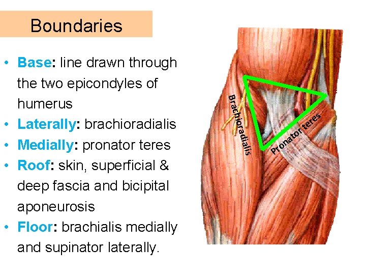 Boundaries Brac diali hiora s • Base: line drawn through the two epicondyles of