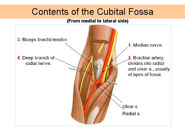 Contents of the Cubital Fossa (From medial to lateral side) 