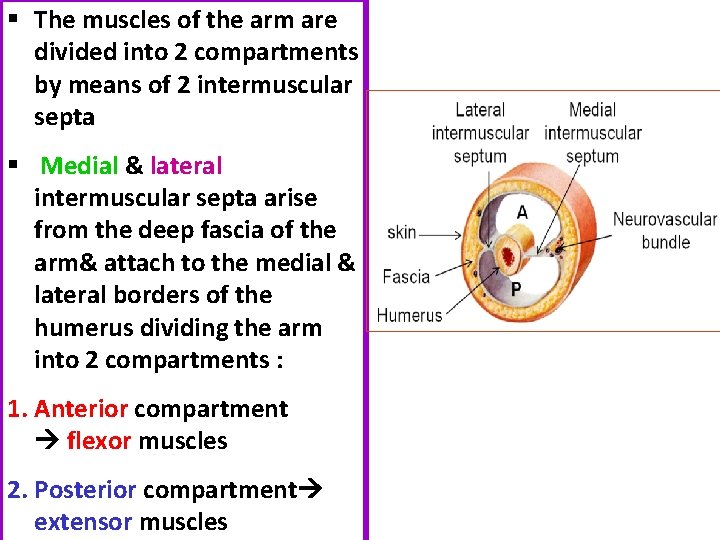 § The muscles of the arm are divided into 2 compartments by means of