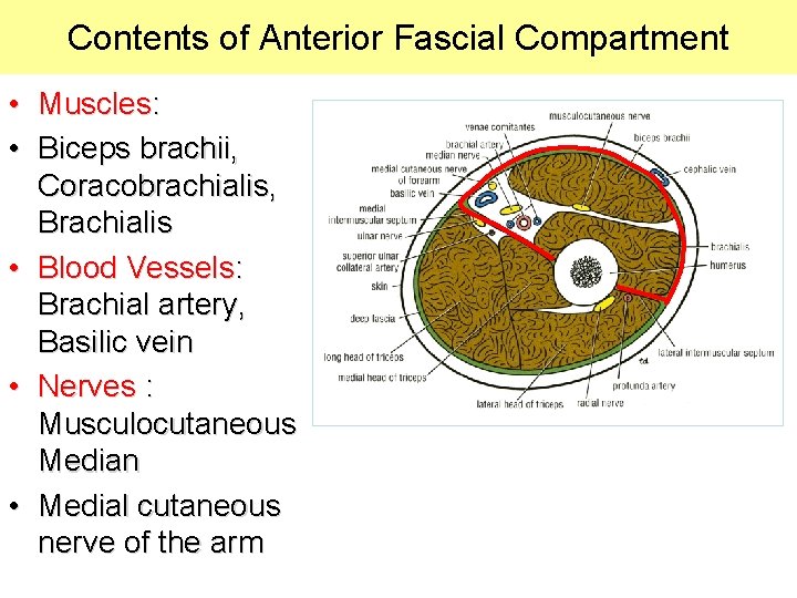 Contents of Anterior Fascial Compartment • Muscles: • Biceps brachii, Coracobrachialis, Brachialis • Blood