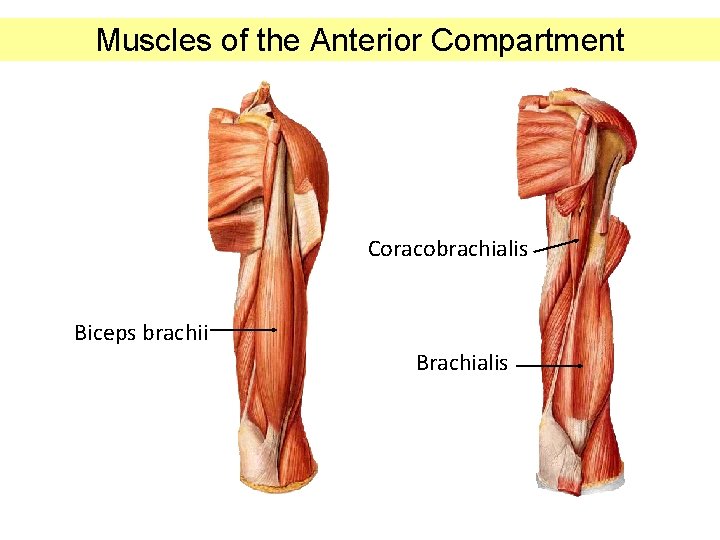 Muscles of the Anterior Compartment Coracobrachialis Biceps brachii Brachialis 