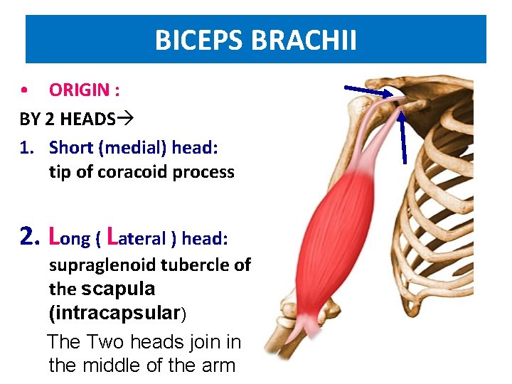 BICEPS BRACHII • ORIGIN : BY 2 HEADS 1. Short (medial) head: tip of