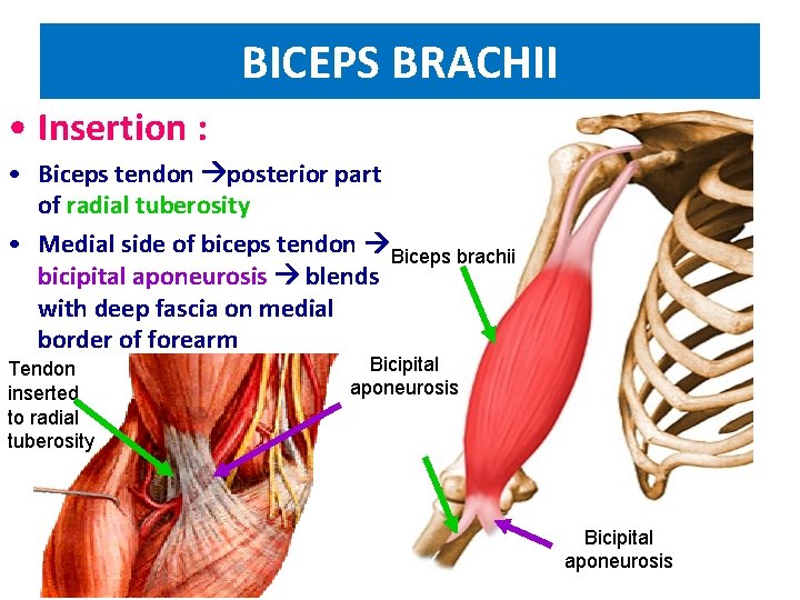 BICEPS BRACHII • Insertion : • Biceps tendon posterior part of radial tuberosity •