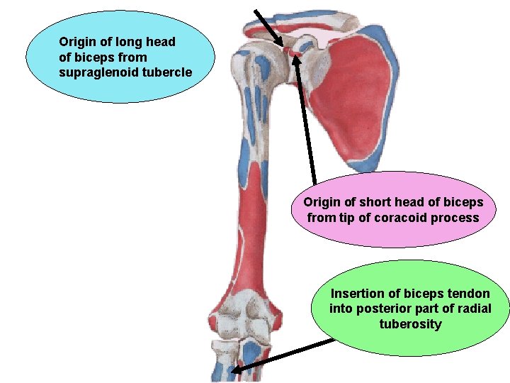 Origin of long head of biceps from supraglenoid tubercle Origin of short head of