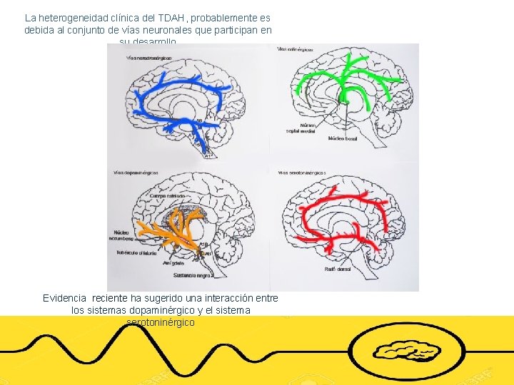 La heterogeneidad clínica del TDAH, probablemente es debida al conjunto de vías neuronales que