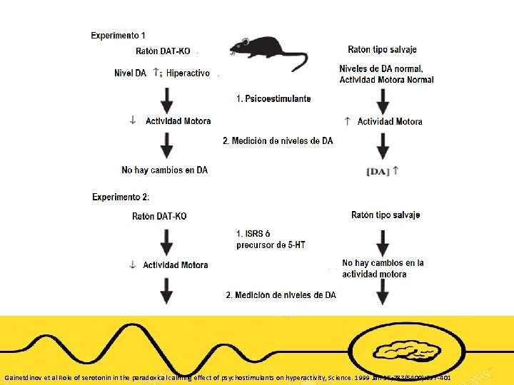 Gainetdinov et al Role of serotonin in the paradoxical calming effect of psychostimulants on