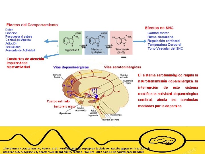 Conductas de atención Impulsividad hiperactividad El sistema serotoninérgico regula la neurotransmisión dopaminérgica, la interrupción