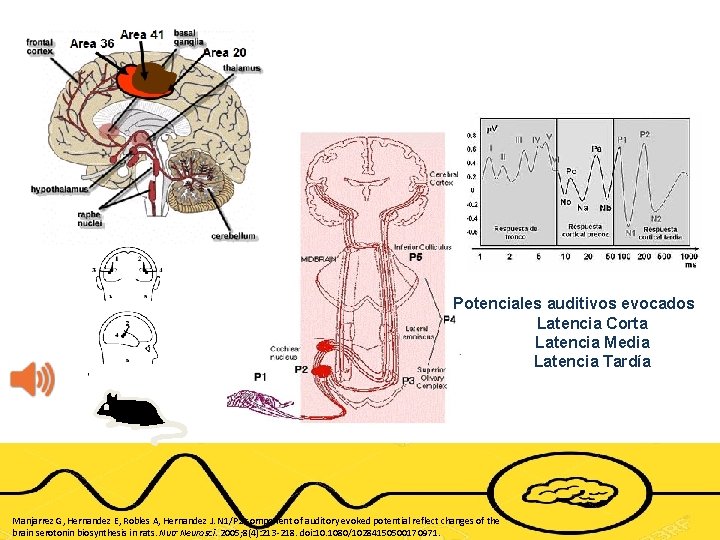 Potenciales auditivos evocados Latencia Corta Latencia Media Latencia Tardía Manjarrez G, Hernandez E, Robles