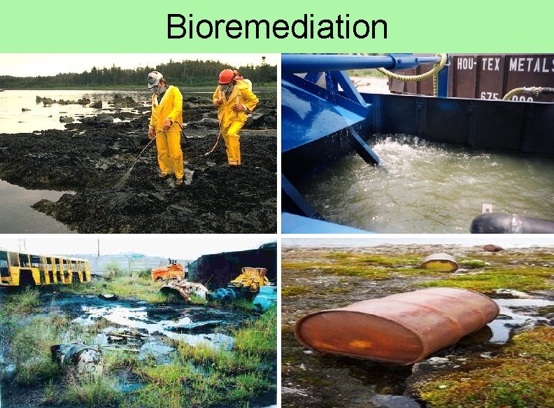 Bioremediation 