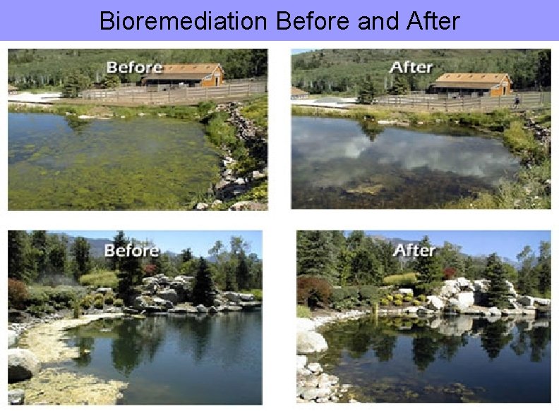 Bioremediation Before and After 