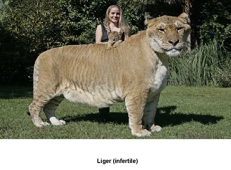 Liger (infertile) 