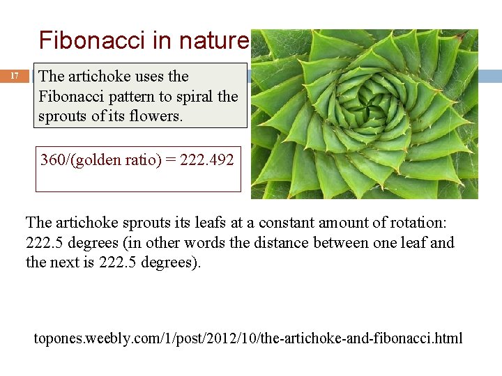 Fibonacci in nature 17 The artichoke uses the Fibonacci pattern to spiral the sprouts