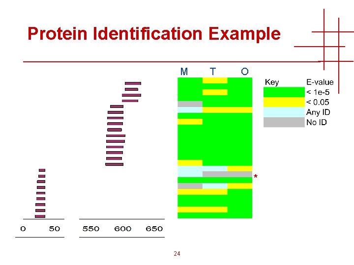 Protein Identification Example M T O * 24 