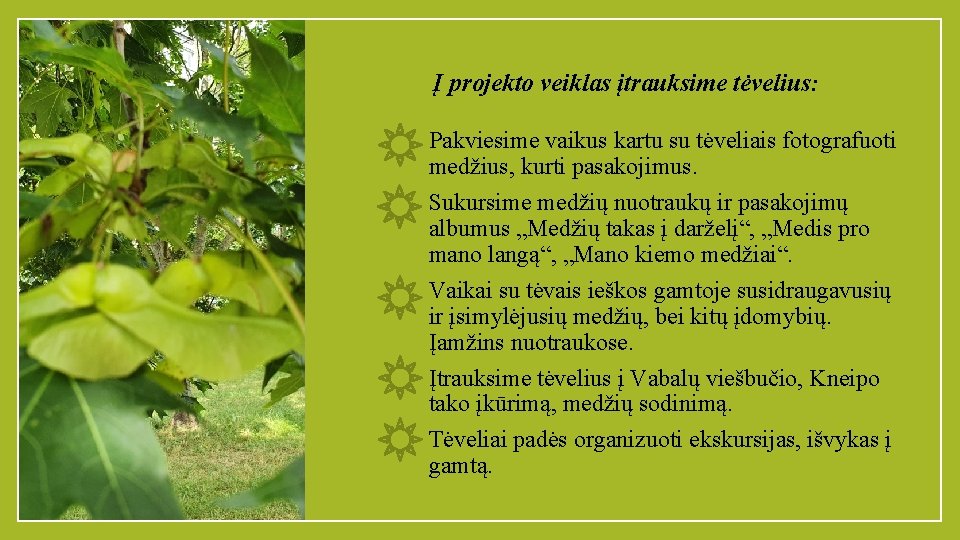 Į projekto veiklas įtrauksime tėvelius: Pakviesime vaikus kartu su tėveliais fotografuoti medžius, kurti pasakojimus.