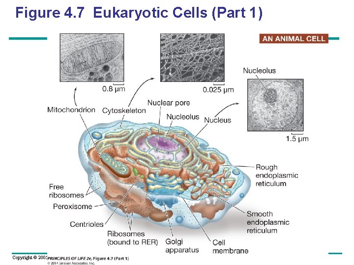 Figure 4. 7 Eukaryotic Cells (Part 1) Copyright © 2005 Pearson Education, Inc. publishing
