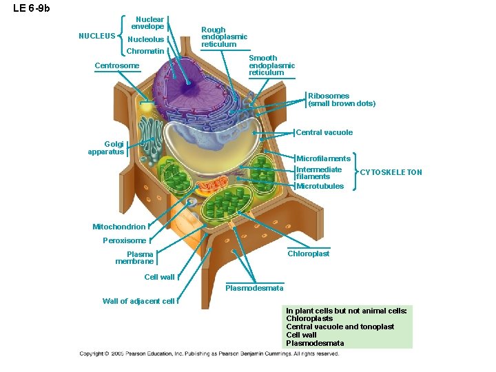 LE 6 -9 b Nuclear envelope NUCLEUS Nucleolus Chromatin Centrosome Rough endoplasmic reticulum Smooth
