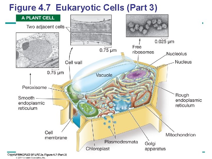 Figure 4. 7 Eukaryotic Cells (Part 3) Copyright © 2005 Pearson Education, Inc. publishing