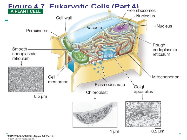 Figure 4. 7 Eukaryotic Cells (Part 4) Copyright © 2005 Pearson Education, Inc. publishing