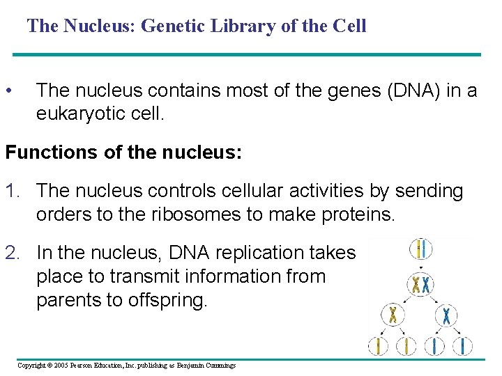 The Nucleus: Genetic Library of the Cell • The nucleus contains most of the