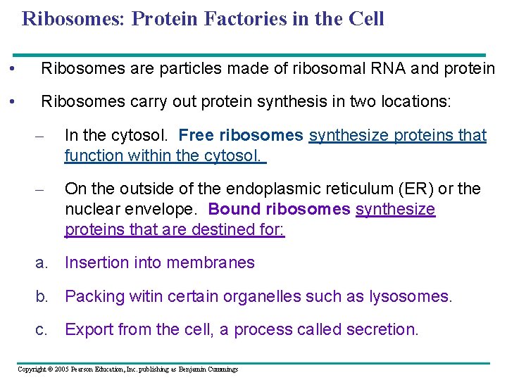 Ribosomes: Protein Factories in the Cell • Ribosomes are particles made of ribosomal RNA
