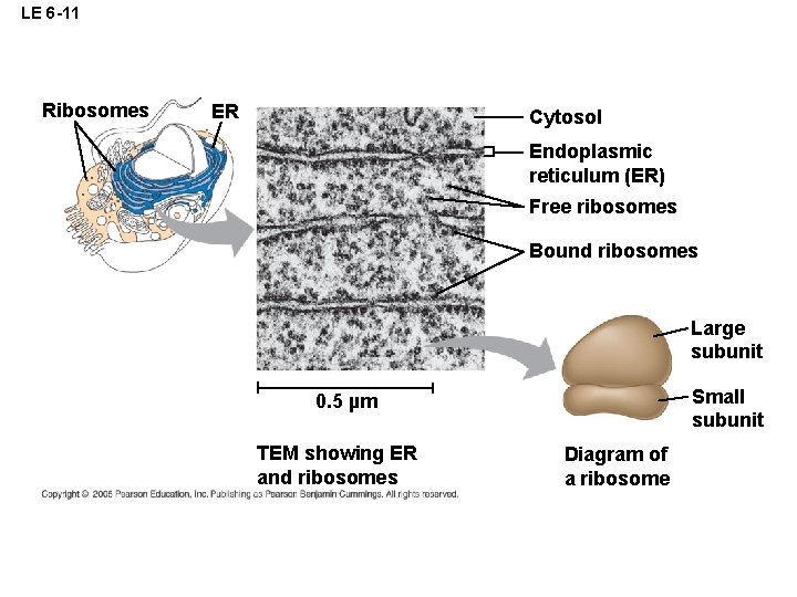 LE 6 -11 Ribosomes ER Cytosol Endoplasmic reticulum (ER) Free ribosomes Bound ribosomes Large