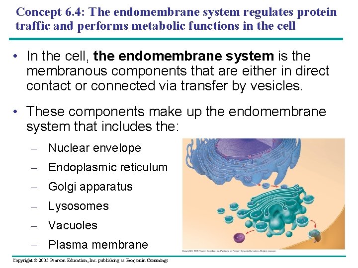 Concept 6. 4: The endomembrane system regulates protein traffic and performs metabolic functions in